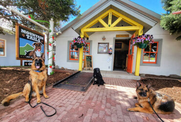 A group of dogs sitting in front of a building.